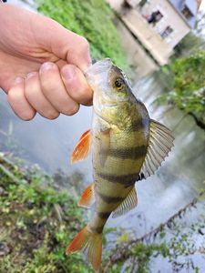 European Perch