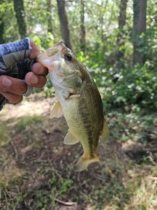 Largemouth Bass