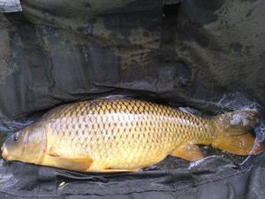 Common Carp