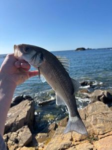European Bass (Seabass)
