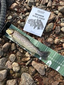 Brown Trout
