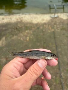 Gudgeon