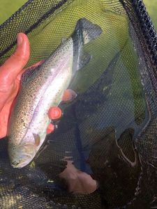 Rainbow Trout