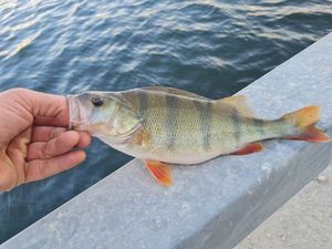 European Perch