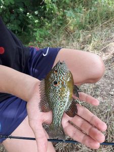 Green Sunfish
