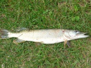 Northern Pike