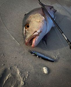 Two-spot Red Snapper