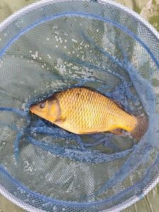 Crucian Carp