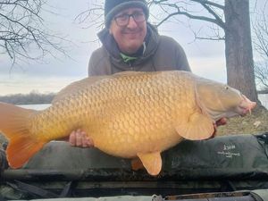 Common Carp