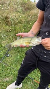 Largemouth Bass