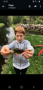 European Perch