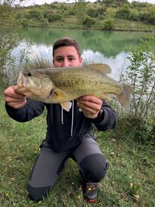 Largemouth Bass