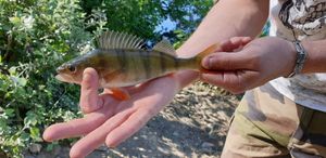 European Perch