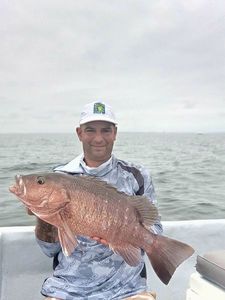 Cubera Snapper