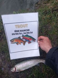 Rainbow Trout