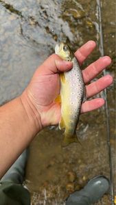 Brown Trout