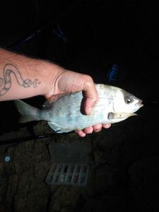 Black Seabream