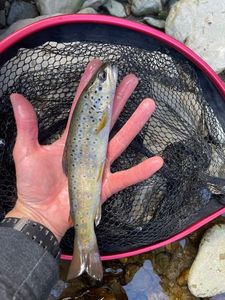 Brown Trout