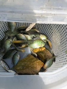 Green Sunfish
