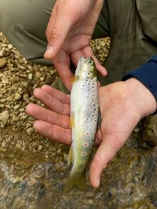 Brown Trout