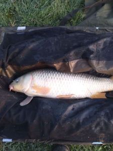 Common Carp