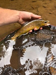 Brown Trout