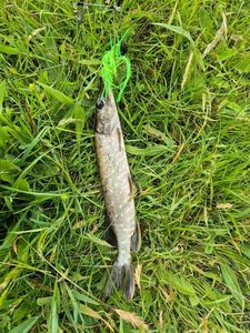 Northern Pike