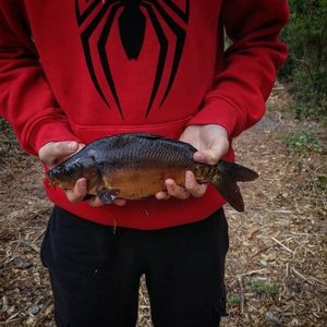 Mirror Carp