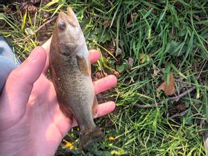 Largemouth Bass