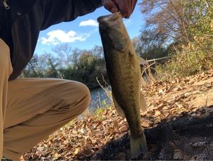 Largemouth Bass
