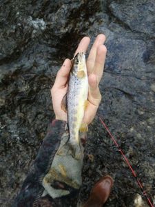 Brown Trout