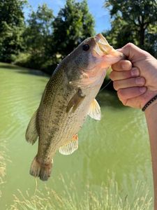 Largemouth Bass