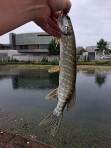 Northern Pike