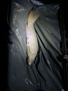 Mirror Carp