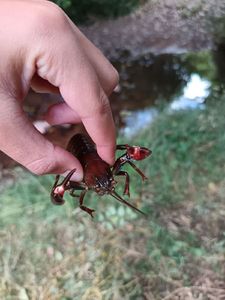 Noble Crayfish