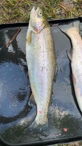 Rainbow Trout