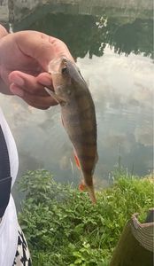 European Perch