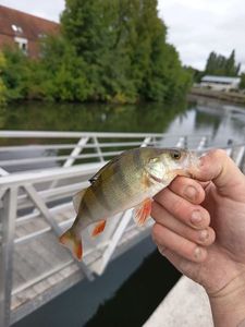 European Perch