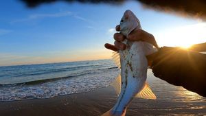 European Bass (Seabass)