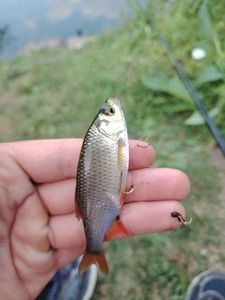 Roach