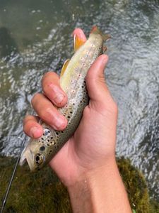 Brown Trout