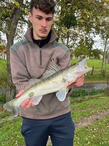 Zander