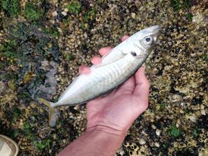 Greenback Horse Mackerel