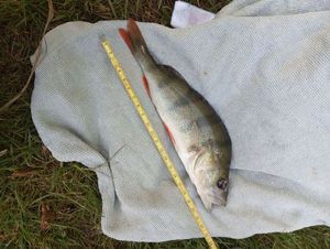 European Perch