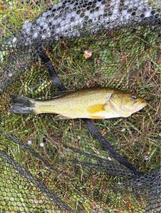 Smallmouth Bass