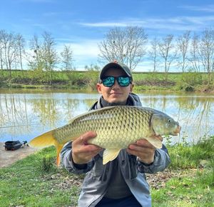 Common Carp