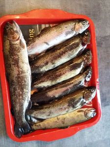 Lake Trout