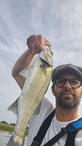 European Bass (Seabass)