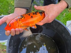 Koï Fish