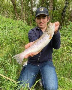 Cutthroat Trout